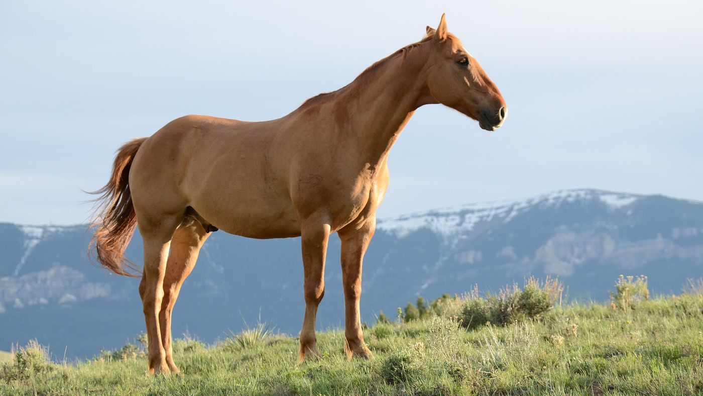 Quilombo, Sella Italiano